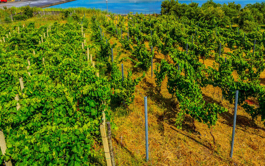 CarbonEtica Sicilia-1