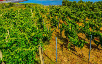 CarbonEtica Sicilia-1